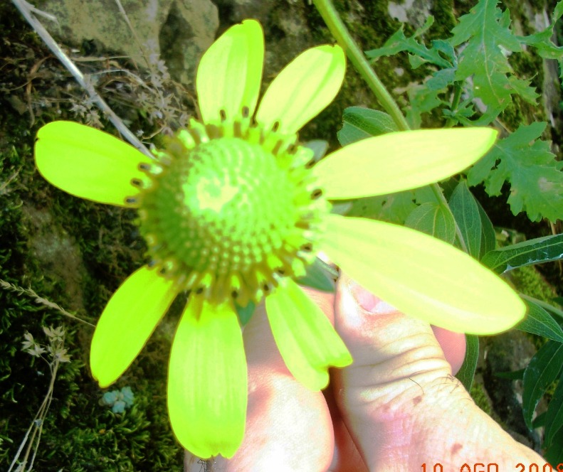 Rudbeckia laciniata